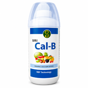 Cal-B